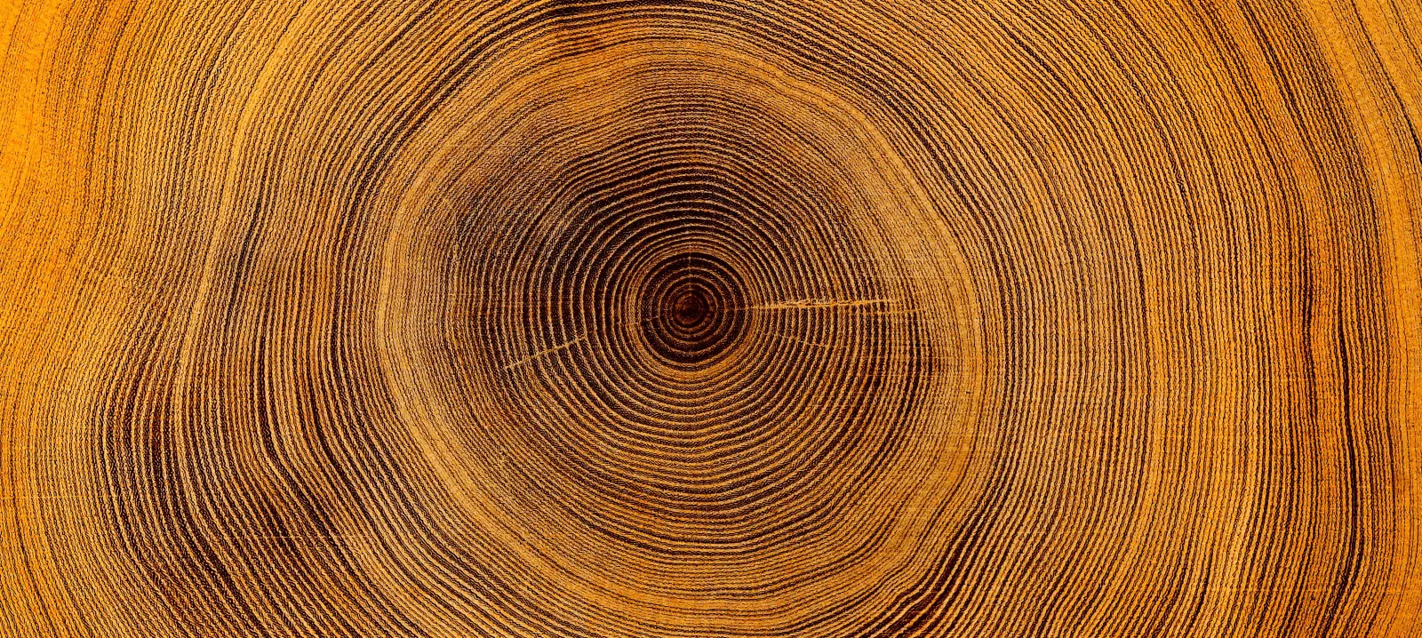 Tree rings